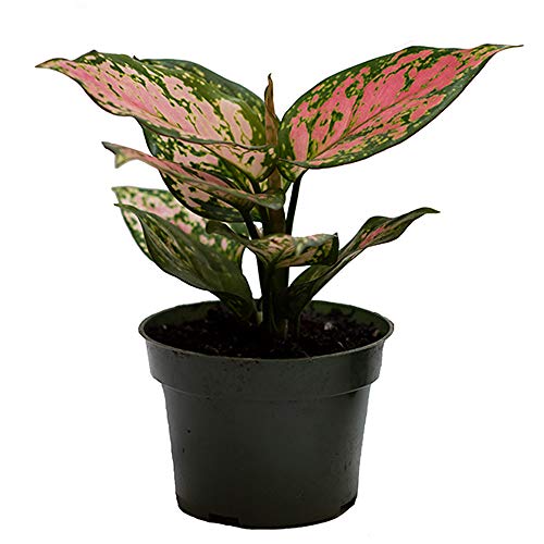 Aglaonema Chinese Evergreen 