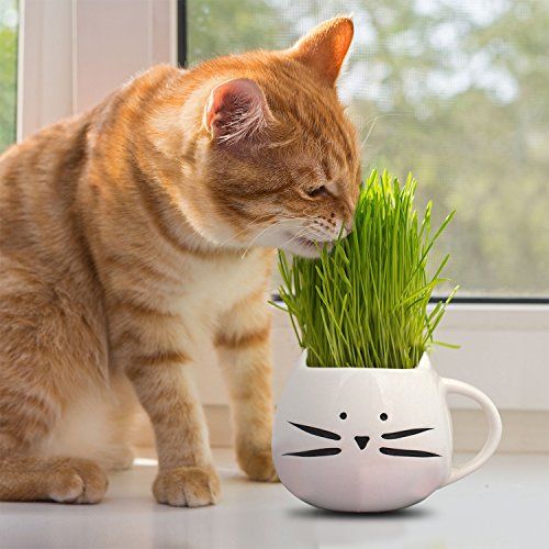 Organic Cat Grass Growing Kit