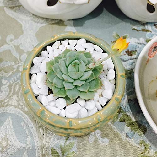 Succulent and Cactus Bonsai DIY Rocks