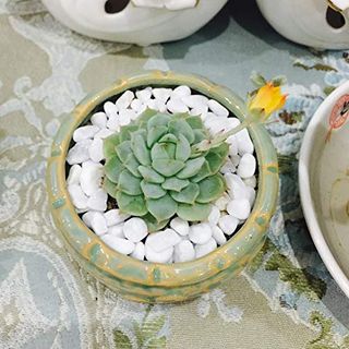Rocas de bricolaje suculentas y cactus Bonsai