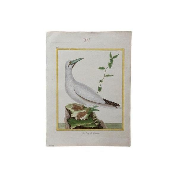 18th c. French Bird Engraving