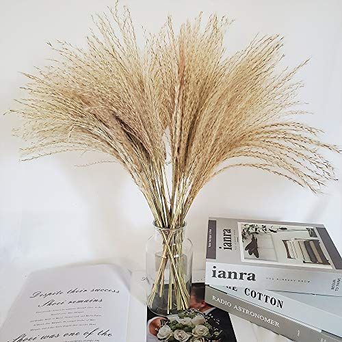  Reed Grass Plume Dried Flower