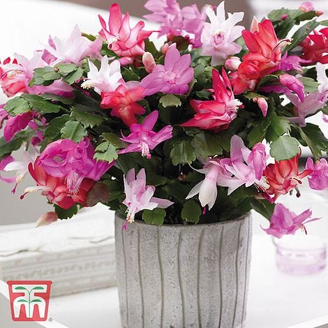 Christmas Cactus Care, How To Rebloom & Where To Buy