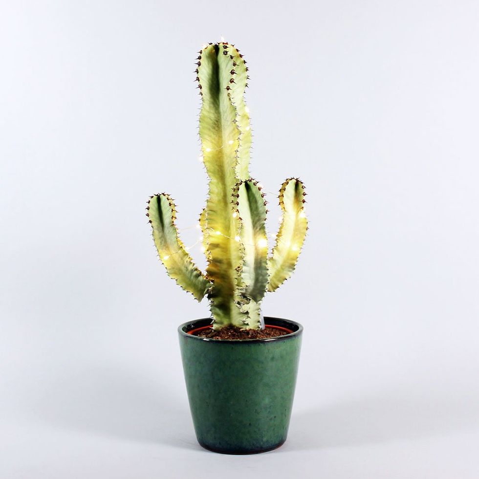 Variegated Candelabra Cactus