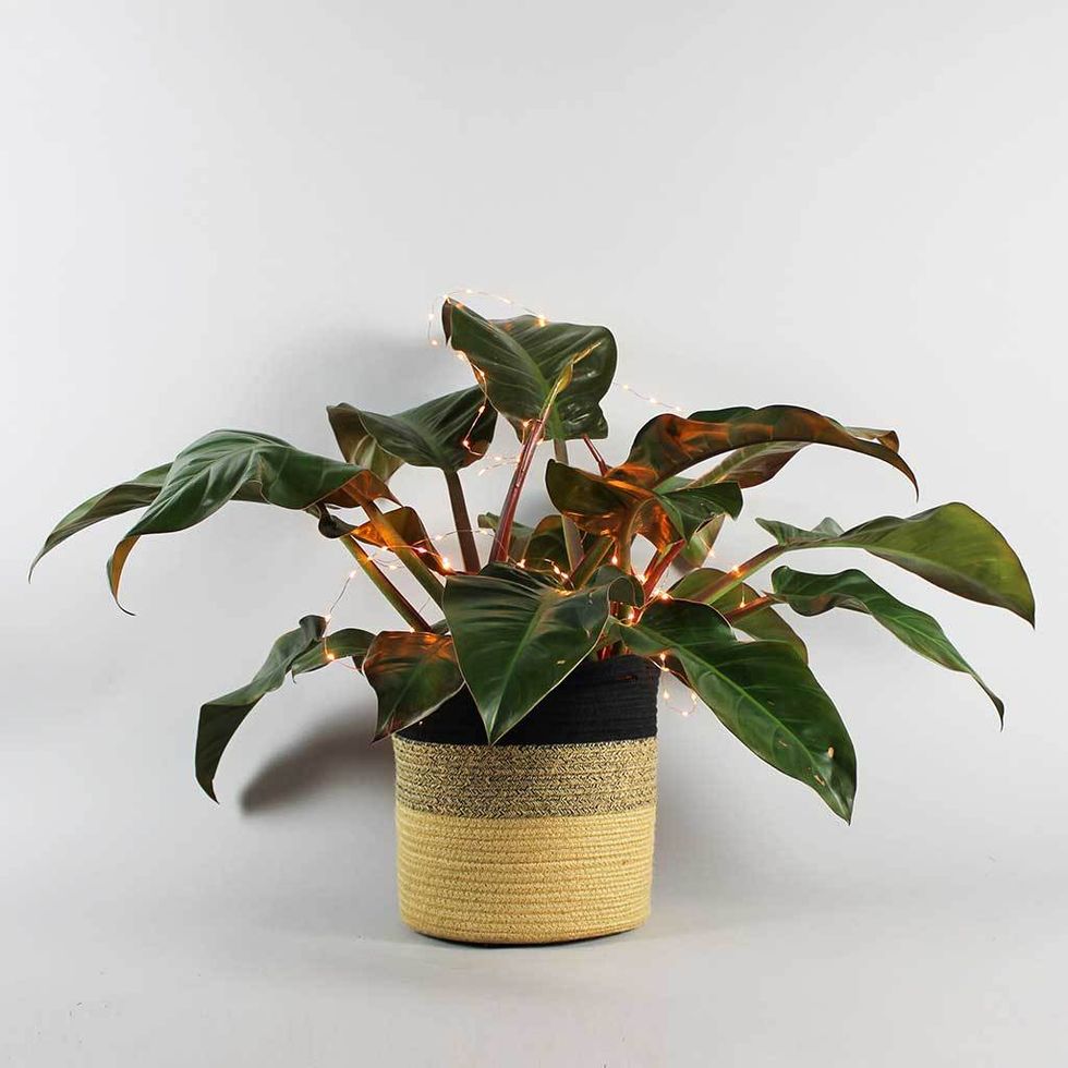 Extra Large Philodendron Imperial Red