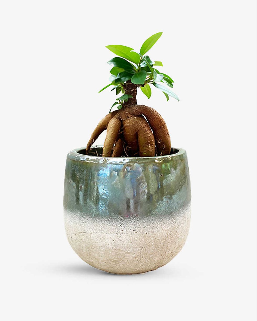 CANOPY PLANTS Ficus Microcarpa Ginseng With Ceramic Pot