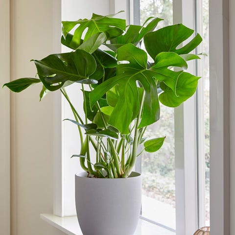 40 Best House Plants To Order For a Greener Home