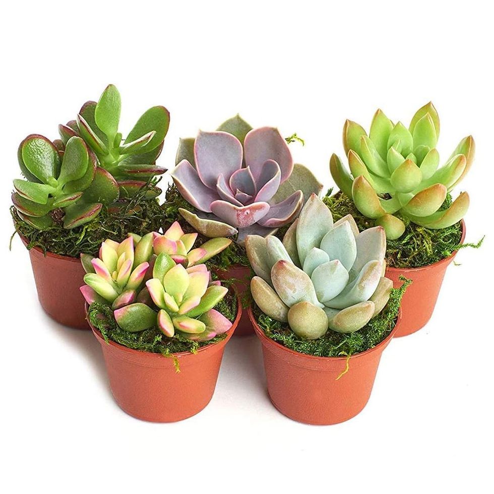 Potted Succulents