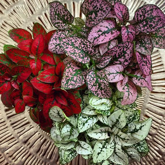 17 Festive Christmas Plants — Winter Houseplants