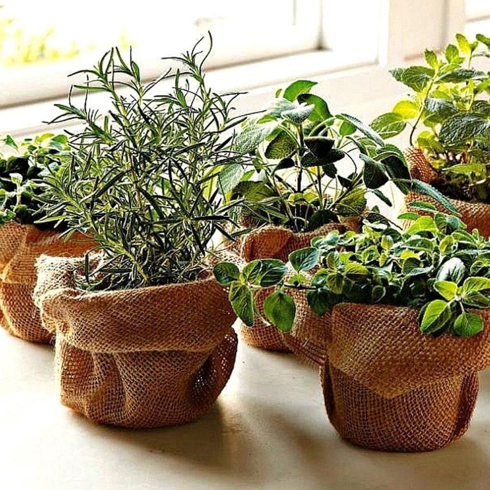 Clever Best 25 Herb Drying Racks Ideas On Herb Rack  Herb garden design,  Herb garden pallet, Growing herbs