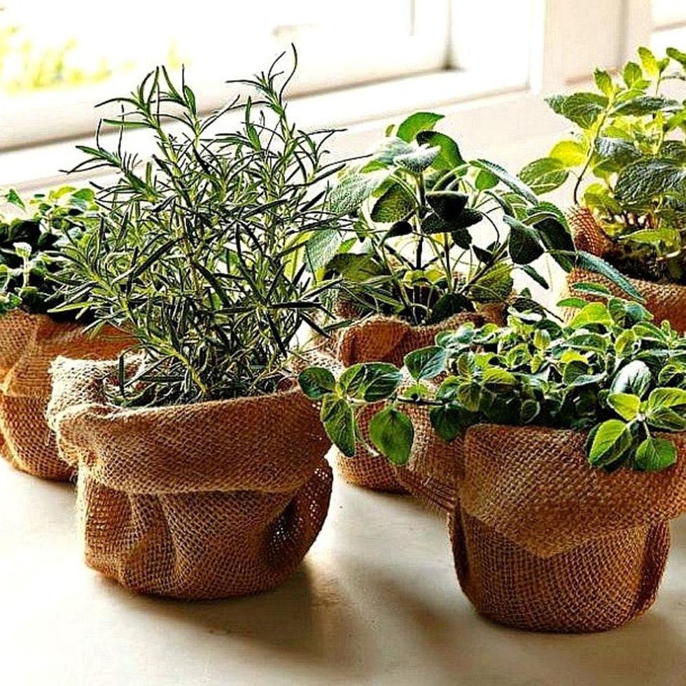 Smart Seeds Emporium Windowsill Herb Garden Seed Kit