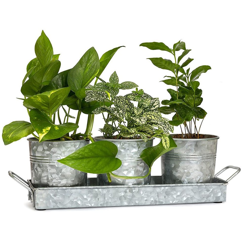 Walford Home Farmhouse Indoor Herb Garden Planter