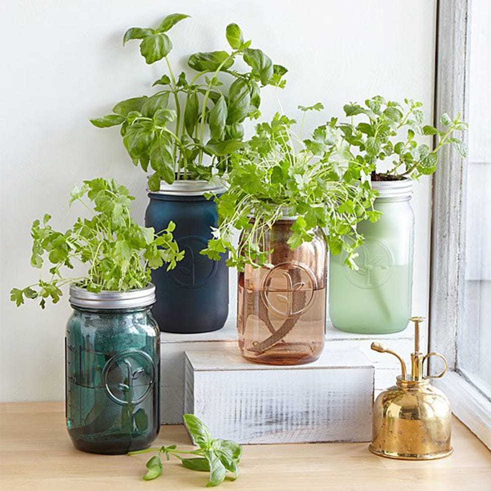 Mason Jar Indoor Herb Garden