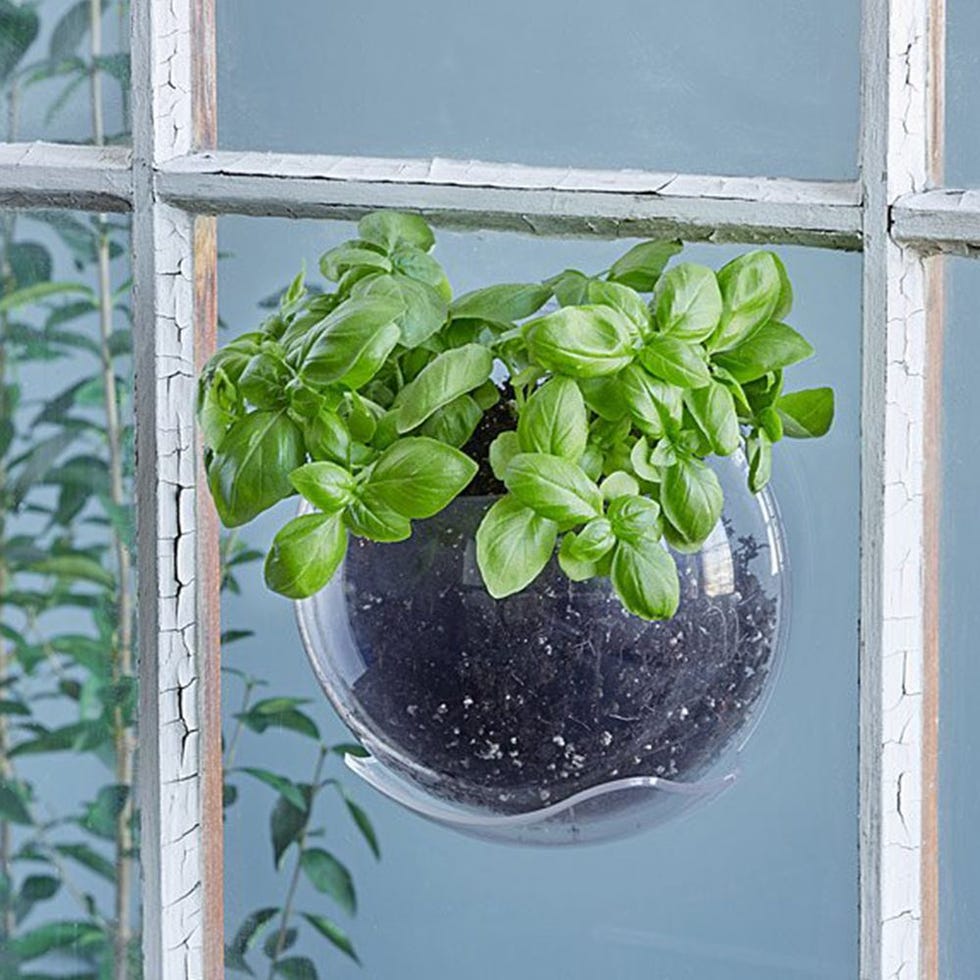 Window Plant Pod