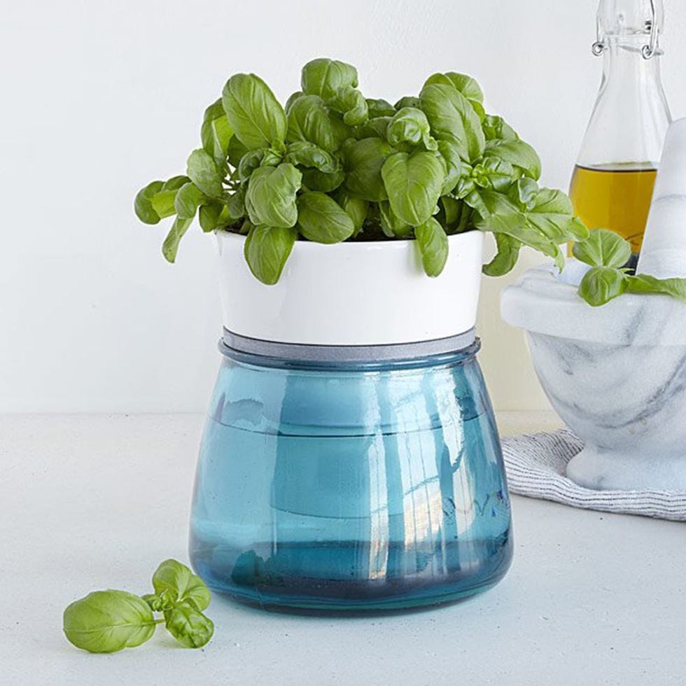 Self-Watering Kitchen Herb Pot