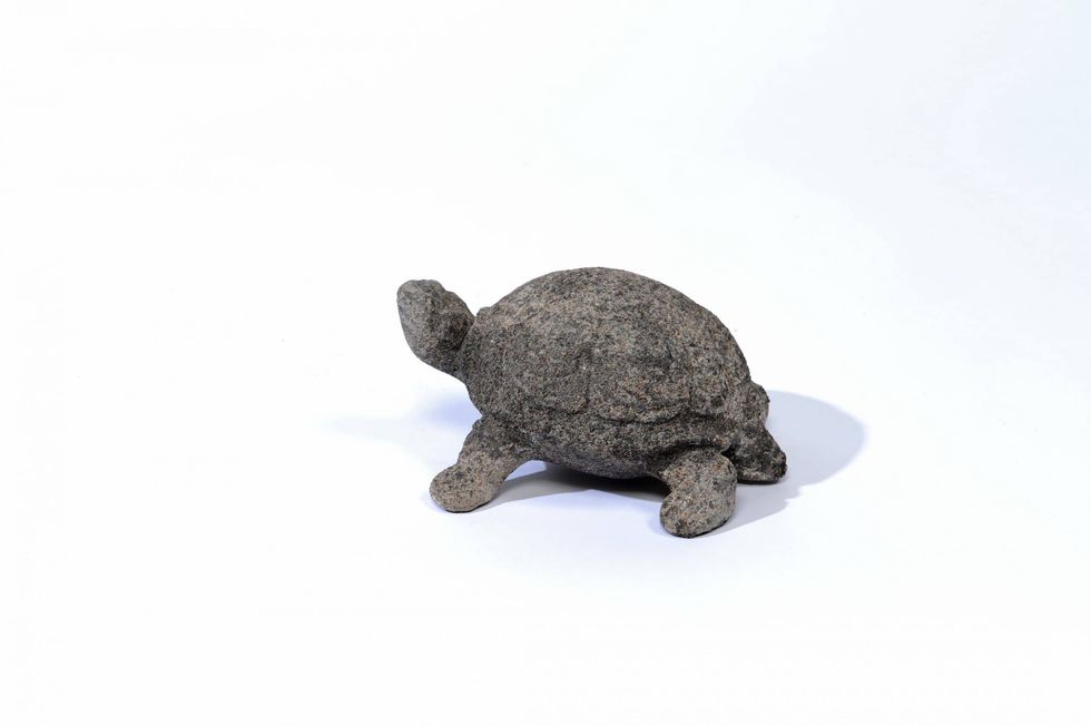 Aged Small Turtle