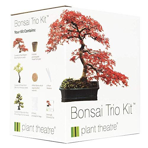 Bonsai Trio, Kit per la Coltivazione di 3 Bonsai