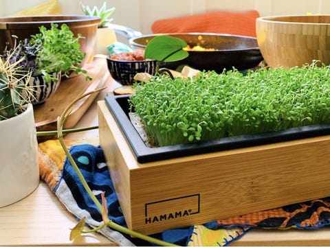 35 Best Gifts For Plant Lovers 2020 - Unique Plant Presents