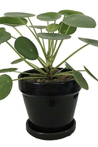 Pilea peperomioides, 4-inch pot