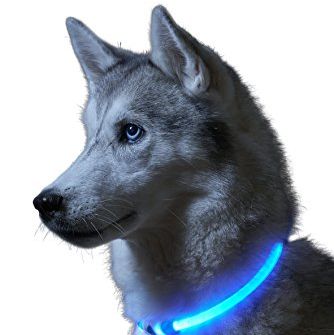 Auraglow Super Bright LED Light Up Dog Collar