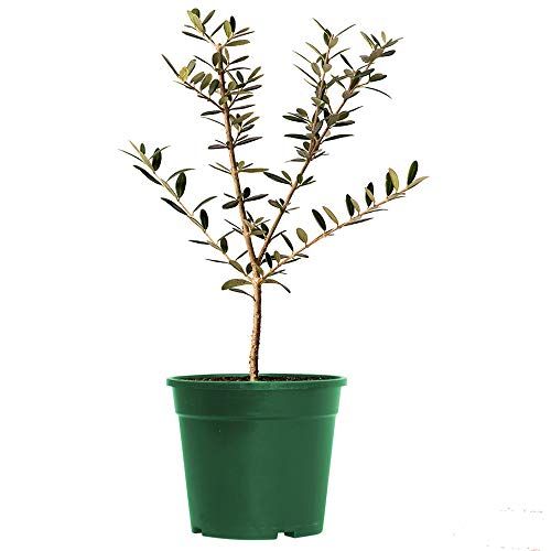 Arbequina Olive Tree, 6-inch pot