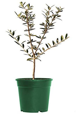 Arbequina Olive Tree, 6-inch pot
