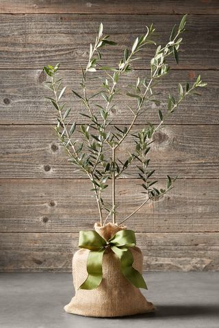 Arbequina Olive Tree, 20-inches