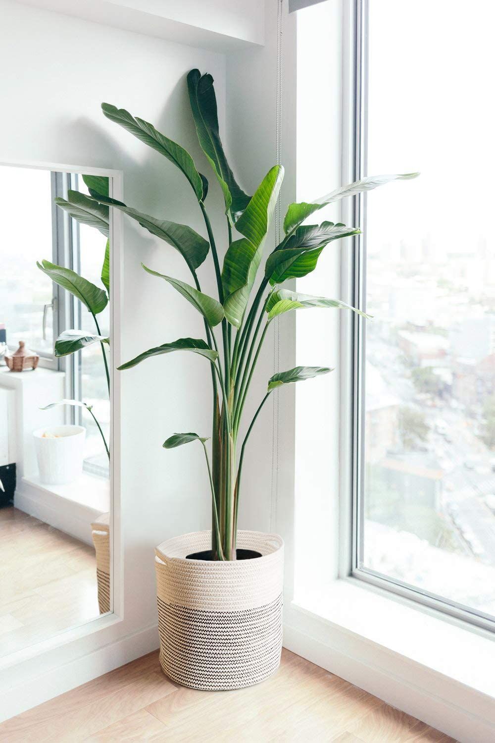 Hvor kan du kjøpe høye innendørs stueplanter