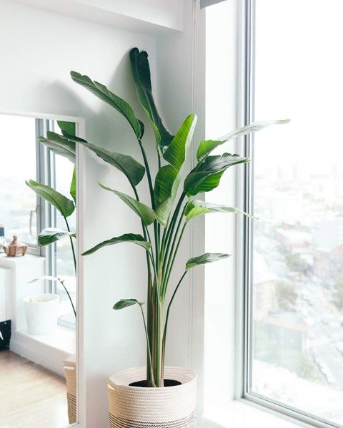 20 Best Indoor Planters Stylish Indoor Plant Pots
