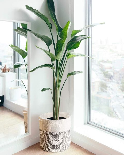 Tall sleek potted indoor plants