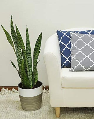 Sansevieria zeylanica