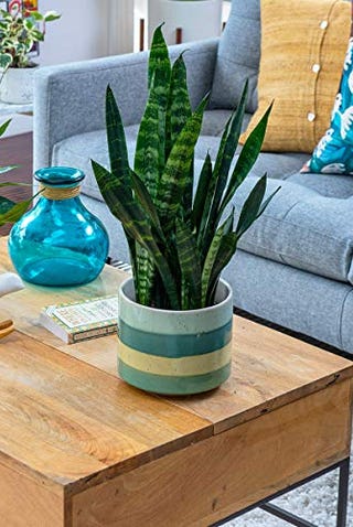 Sansevieria trificiata Sansevieria trificiata