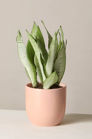 Sansevieria 'Moonshine' Sansevieria 'Moonshine'