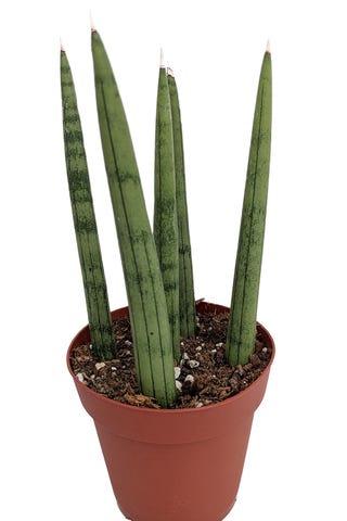 Sanseveria cylindrica Sanseveria cylindrica
