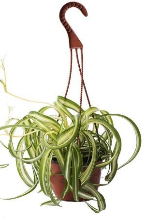 Curly Spider Plant, 8-inch basket