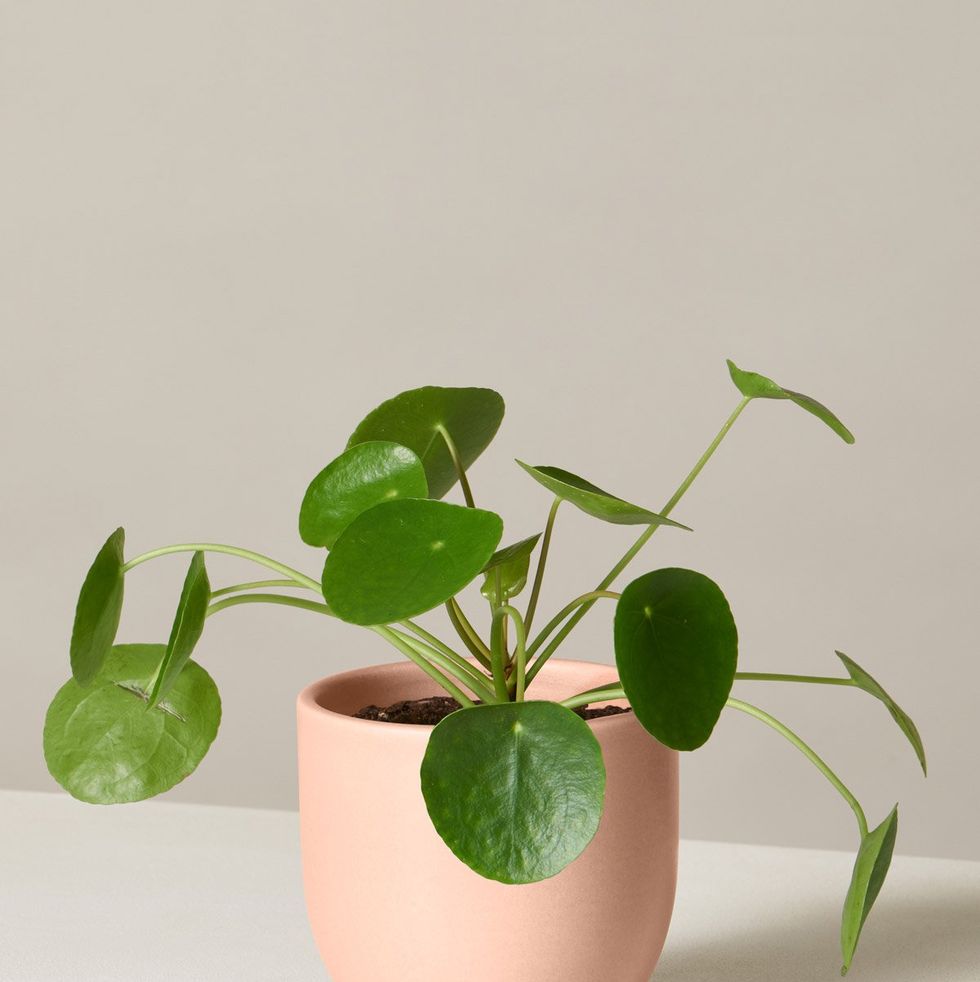 How to Care for Peperomia Plants Indoors - The Sill