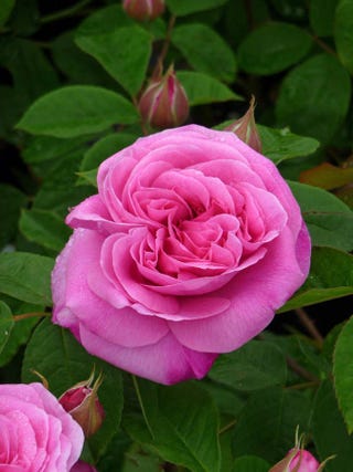 Rosa 'Gertrude Jekyll'