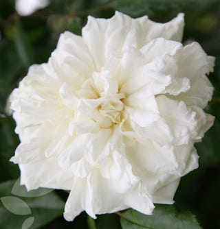 Rosa 'Albéric Barbier