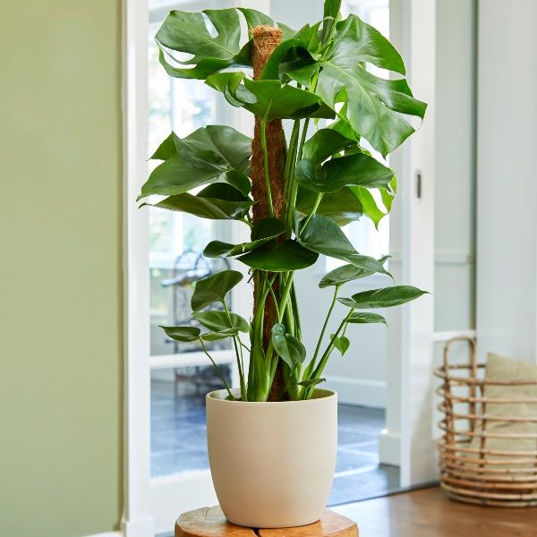 80cm Monstera Deliciosa on Moss Pole | Swiss Cheese Plant | 19cm Pot | By Plant Theory