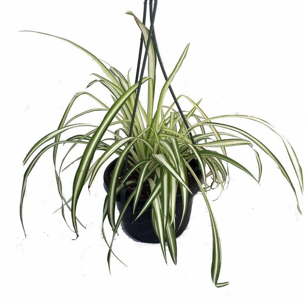 Ocean Spider Plant