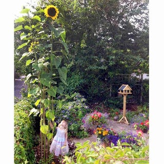 'Giraffe' Helianthus annus 