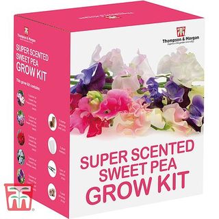 Super duftendes Sweet Pea Growing Kit