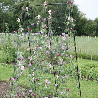 Sweet Pea Frame