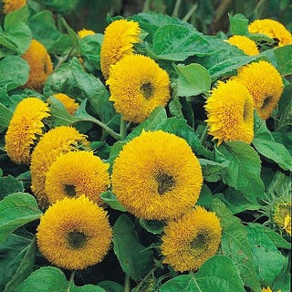 'Teddy bear' Helianthus annuus