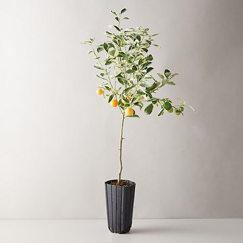 Fruit trees that can grow in a pot