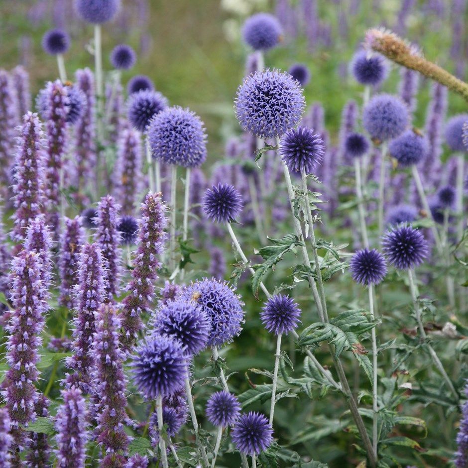 Agastache and Echinops plant combination