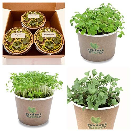 MiniEco Microgreens Growing Kit For Garden Cress Rucola and Broccoli Seeds Sprouting. Your HEALTHY LIFE Can Start Now!