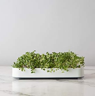 Chef'n Microgreen Grower Herb Growing Kit