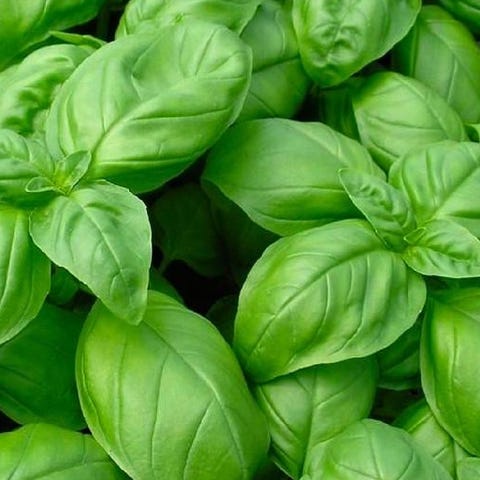 10 Herbs to Grow Inside Year-Round