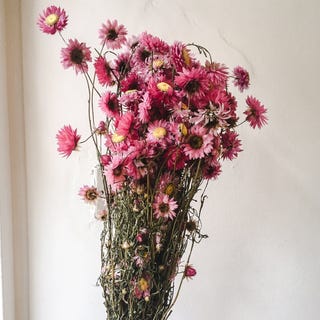 Pink Dried Bunch of Acroclinium Flower Pink Dried Bunch of Acroclinium Flower